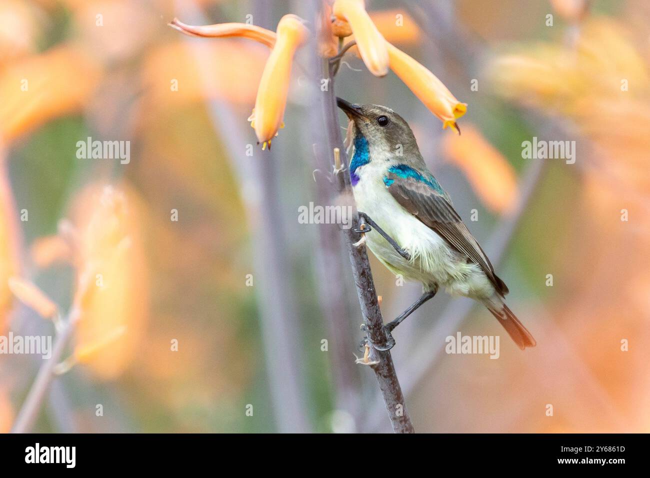 Weißbauchsonnvogel (Cinnyris talatala) unreifer männlicher Mann auf Aloe, Limpopo, Südafrika. Bestäubung, Bestäuber Stockfoto