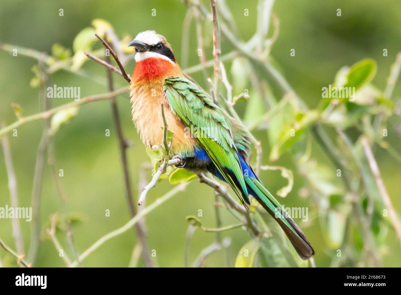 White-fronted Bienenfresser (Merops Bullockoides) Stockfoto