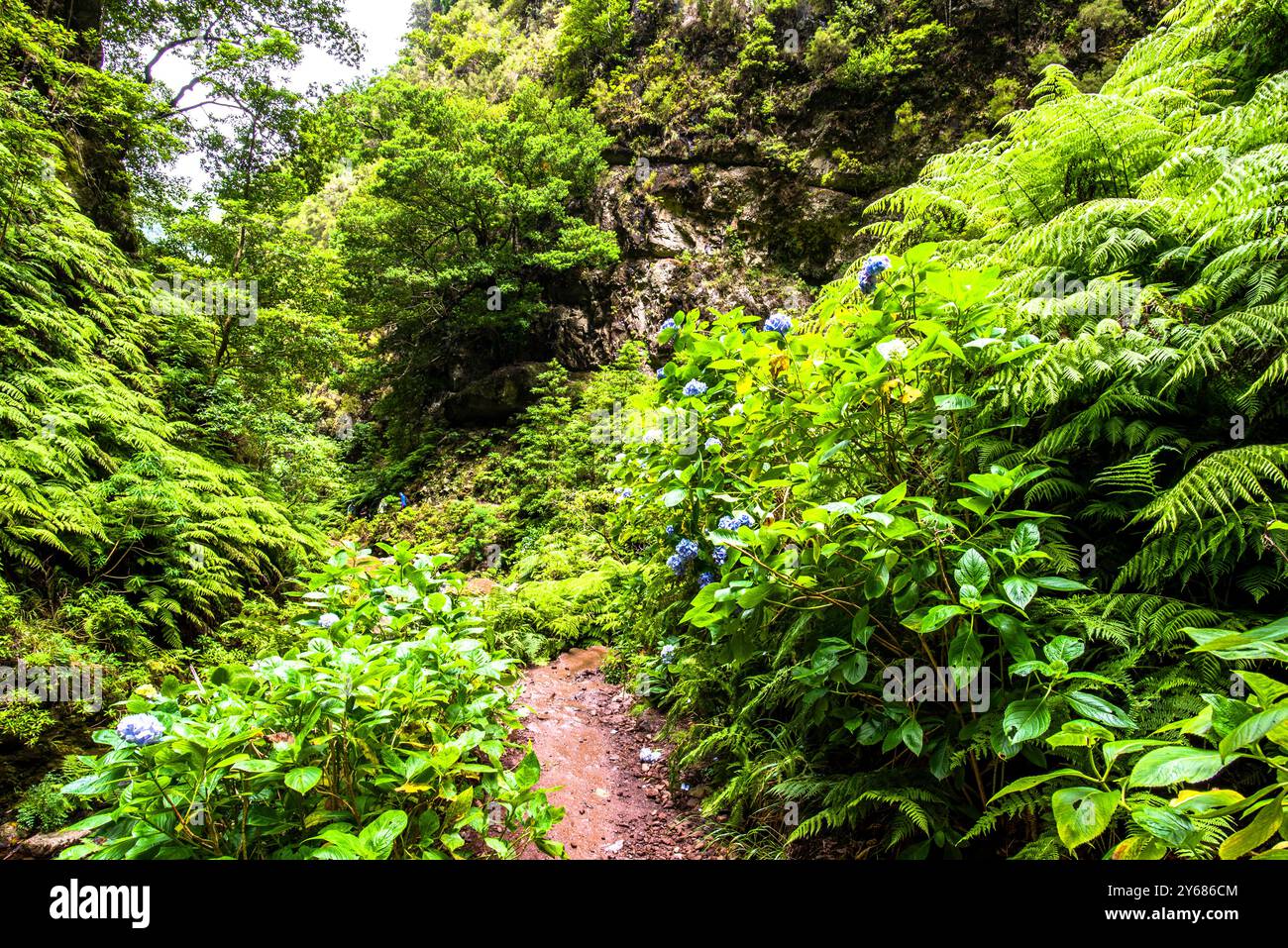 Typisch Levada von Madeira Portugal, Wasserkanal auf dem Gipfel der Berge, um die Felder flussabwärts zwischen den grünen Wäldern zu bewässern Stockfoto