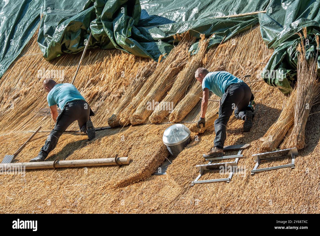 Reetarbeiten von Reetern auf dem Reetdach, das Gelbbbbündchen zeigt, die als Dachmaterial für die Dachverkleidung eines traditionellen Hauses verwendet werden Stockfoto