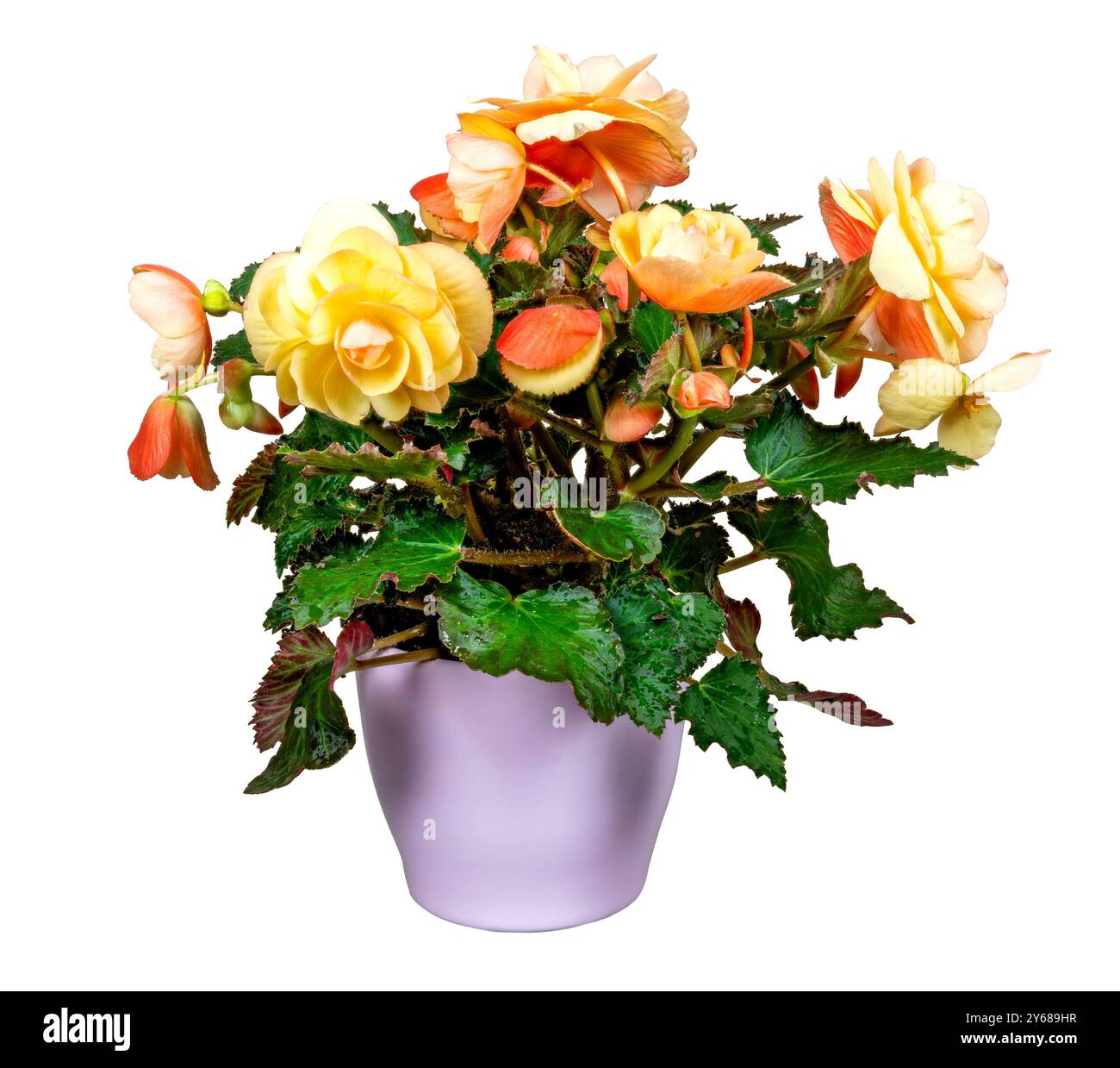 Nahaufnahme einer isolierten getopften Begonia-Blume Stockfoto