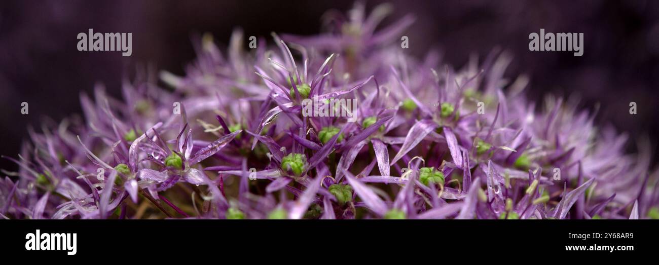 Panorama des Blumenkopfes von Allium „Globemaster“ Stockfoto