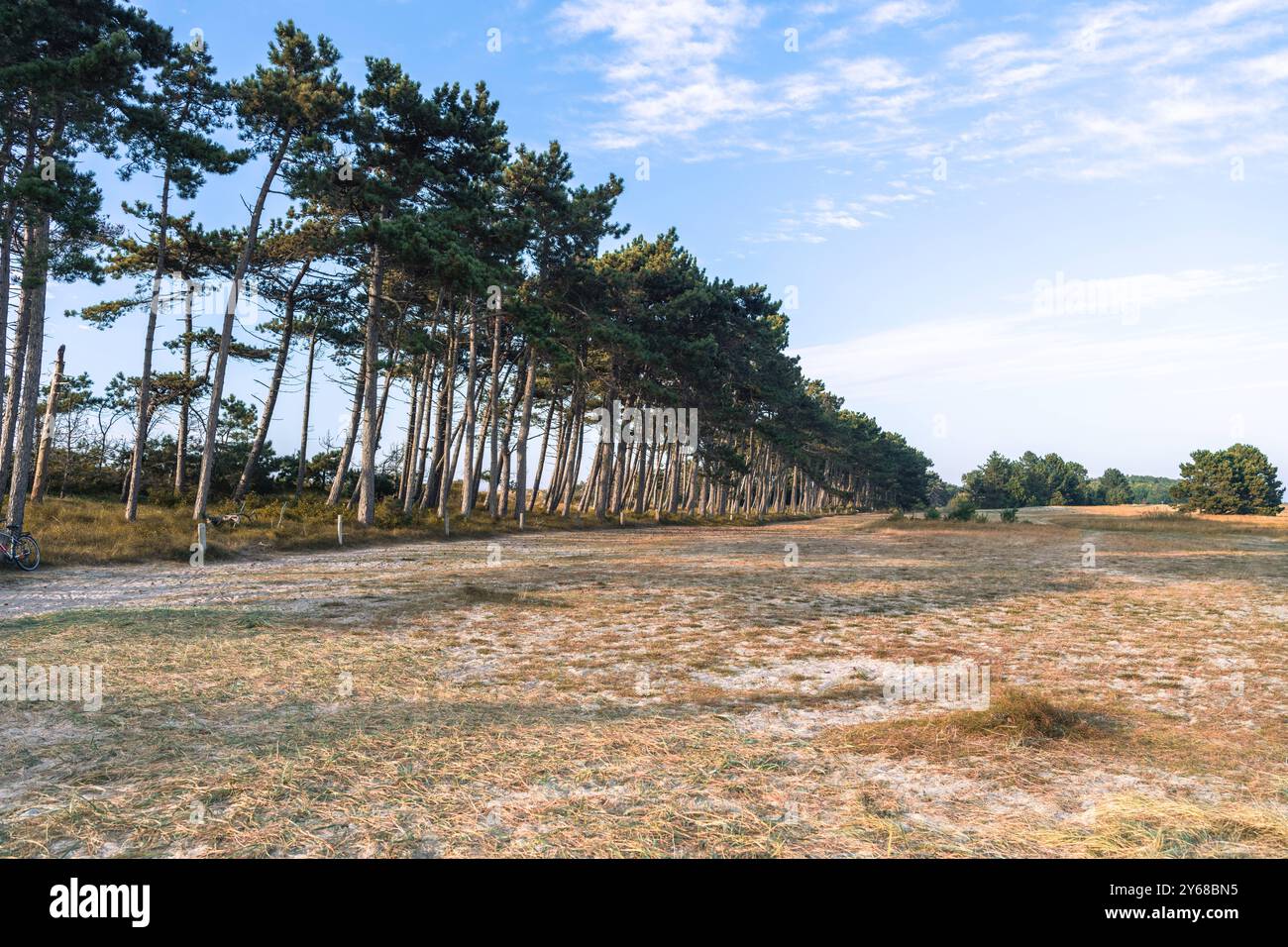 Gellen im Süden der Insel Hiddensee in Mecklenburg-Vorpommern, Amt West-Rügen, Kiefer, Dünenlandschaft Landzunge Gellen *** Gellen im Süden der Insel Hiddensee in Mecklenburg-Vorpommern, Amt West Rügen, Kiefer, Dünenlandschaft, Gellen Landzunge 20240921-DSC 6809 Stockfoto