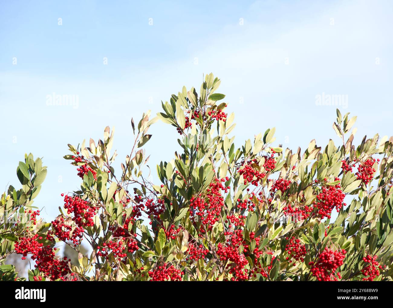 Heteromeles arbutifolia, auch bekannt als Toyon, ist ein häufiger Staudenstrauch, der im äußersten Südwesten von Oregon, Kalifornien und in der Baja California beheimatet ist Stockfoto
