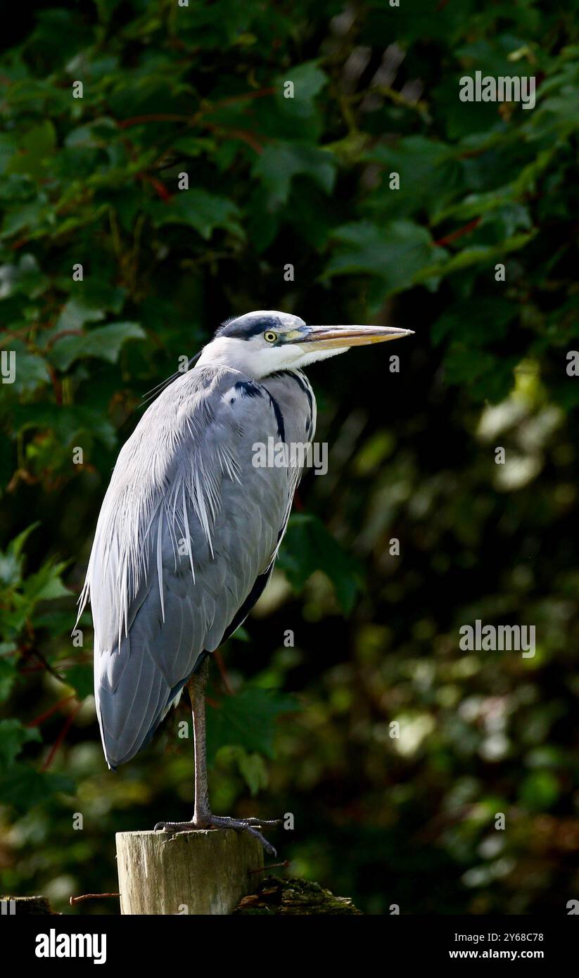 Graureiher (Ardea Cinerea) Stockfoto