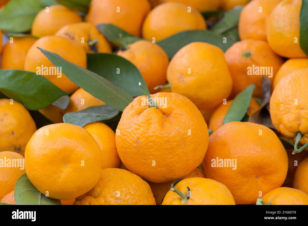 Nahaufnahme eines Stapels Satsuma-Mandarinen auf dem Farmer's Market. Süße Mandarinen mit leuchtender, orange-roter Haut. Sie werden in Salaten verwendet, des Stockfoto
