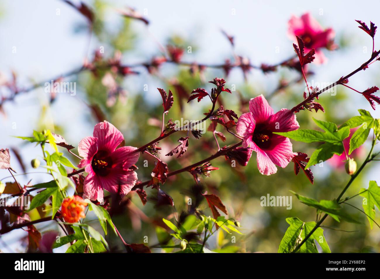 Hibiscus acetosella, Falsche Roselle, Cranberry-Hibiskusblüte auf einem natürlichen Hintergrund Stockfoto