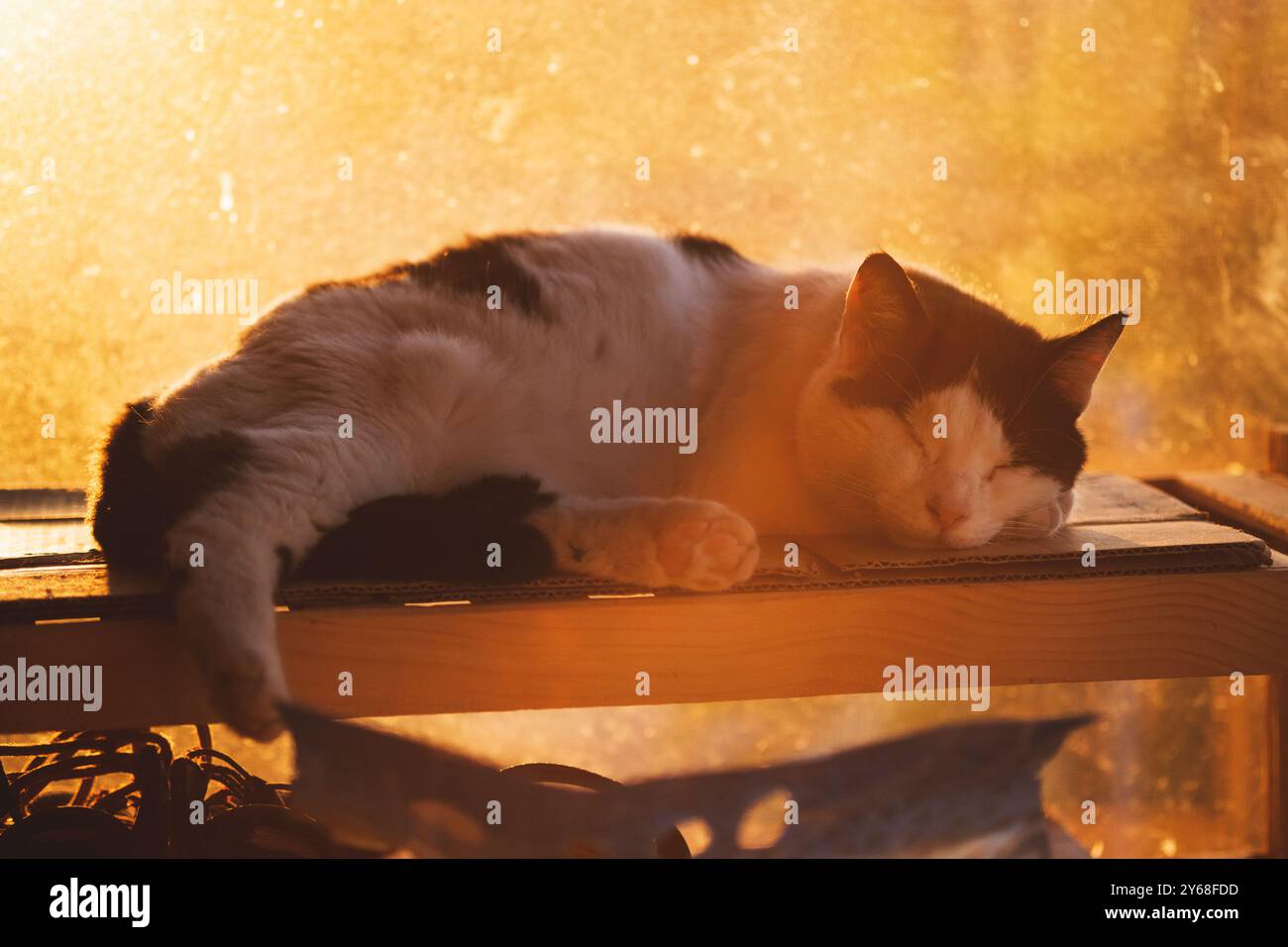 Eine friedliche schwarz-weiße Katze macht ein Nickerchen am Fenster, während das warme Licht des Sonnenuntergangs den Raum mit sanftem Licht erfüllt Stockfoto