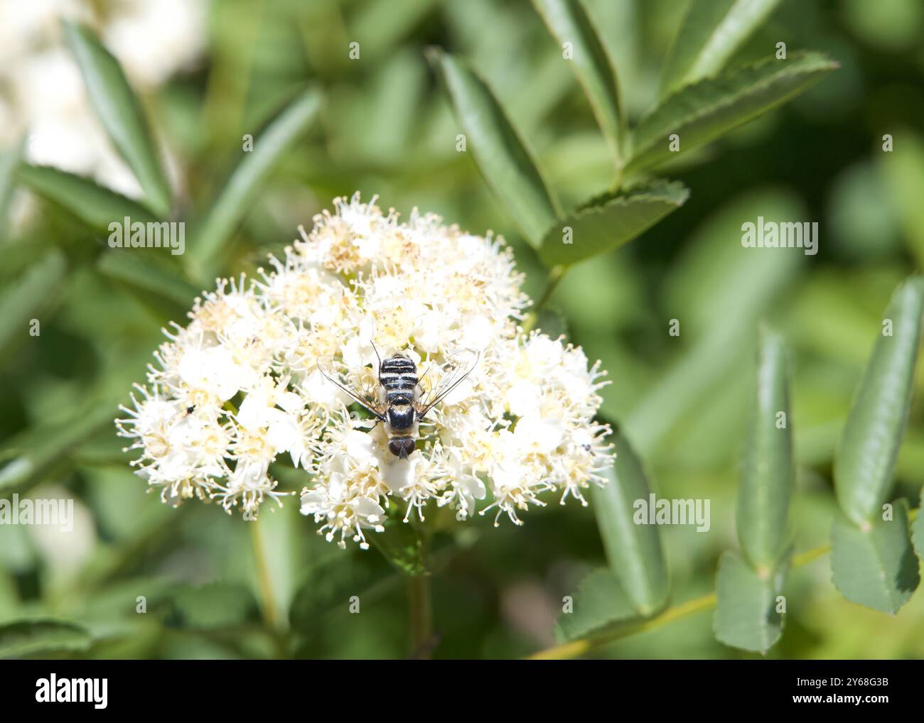 Nahaufnahme einer Villa, einer Gattung von Fliegen, die zur Familie der Bienenfliegen gehört. Uber eine Gruppe weißer Blüten. Stockfoto