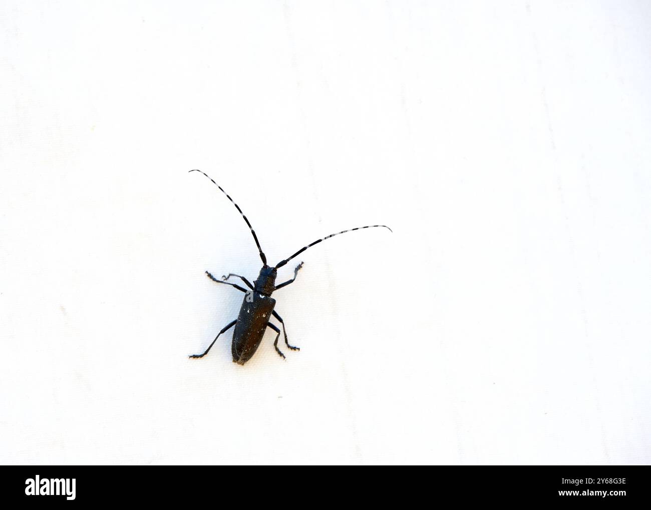 Nahaufnahme eines Monochamus scutellatus, bekannt als weißfleckensäger oder fichtensäger oder fichtensäger, ein gewöhnlicher Holzkäfer. Auf canva Stockfoto