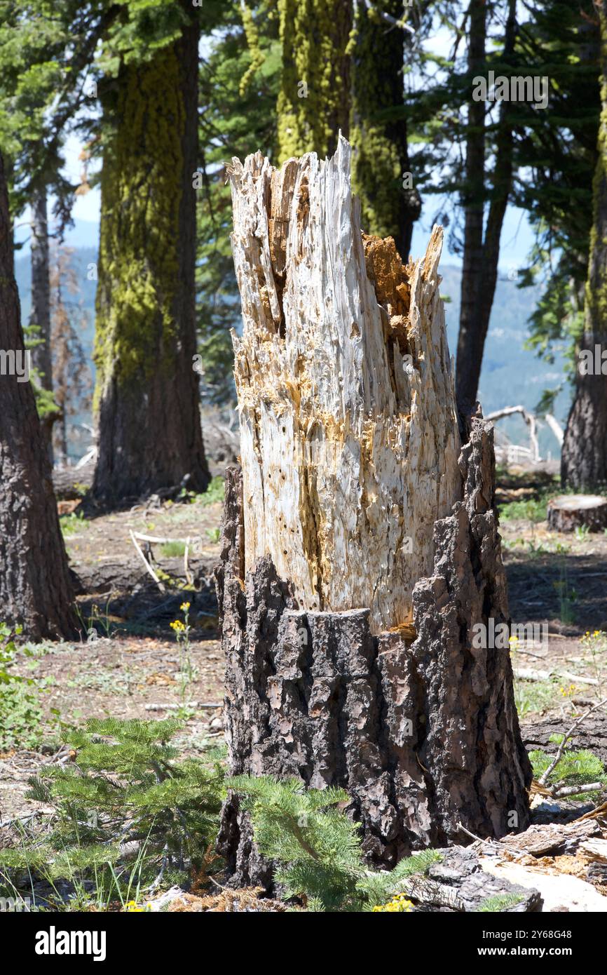 Kiefernstamm nach dem Abriss des Baumes. Stockfoto
