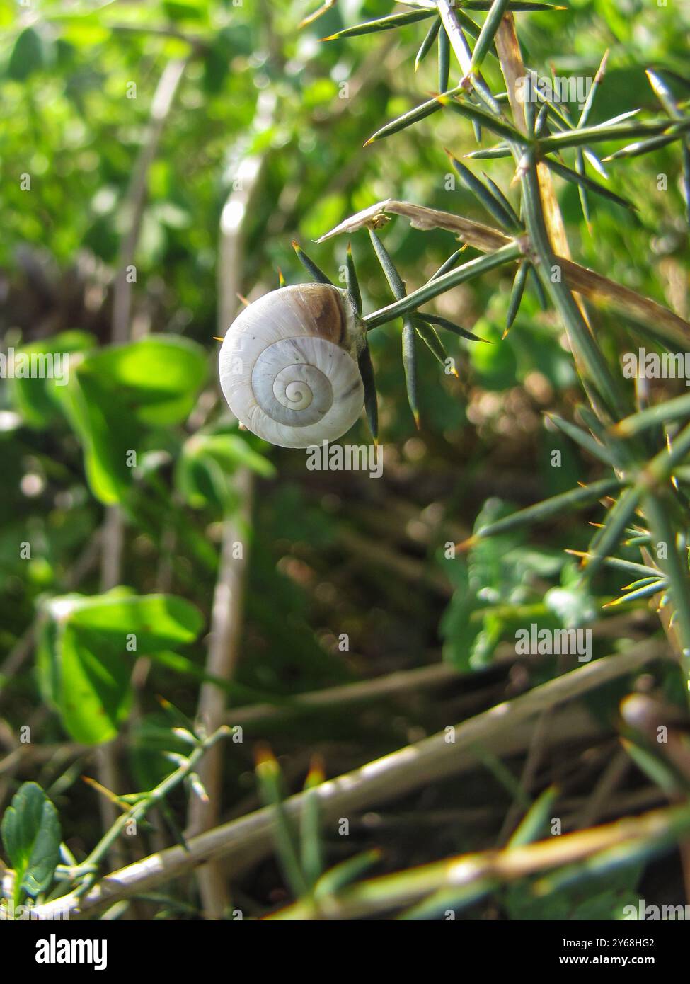 Wilde Schnecke auf einer Pflanze Stockfoto