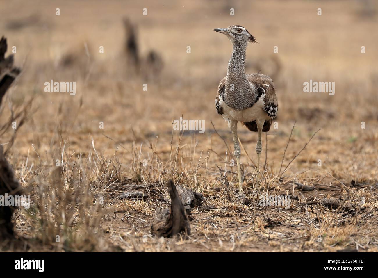 Riesen-Trappe, Kori-Trappe (Ardeotis kori), Erwachsene, auf der Suche, Alarm, Krüger-Nationalpark, Kruger-Nationalpark, Kruger-Nationalpark Südafrika Stockfoto