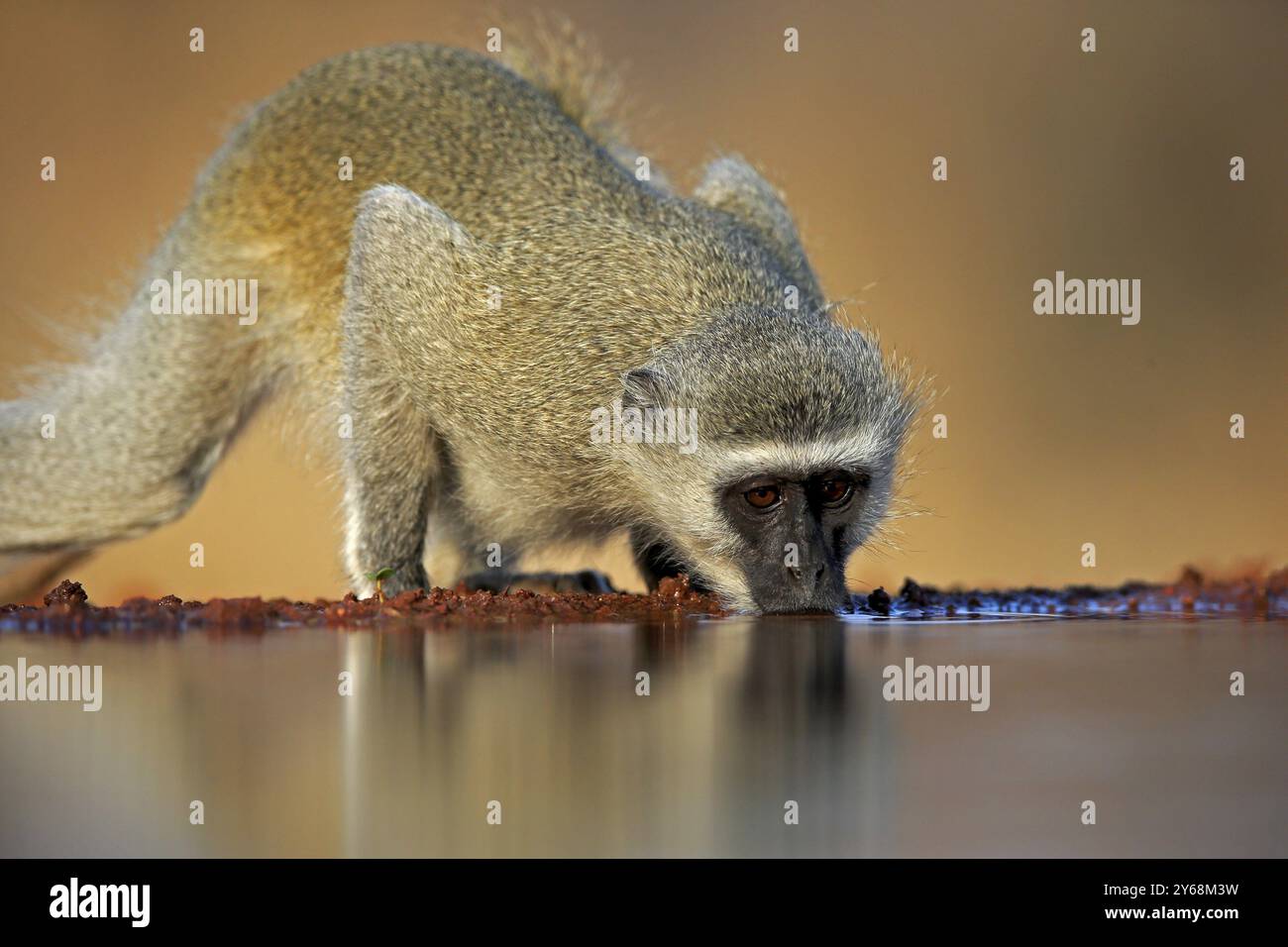 Vervet Monkey (Chlorocebus pygerythrus), Erwachsener, trinkt, am Wasser, Kruger-Nationalpark, Kruger-Nationalpark, Kruger-Nationalpark Südafrika Stockfoto