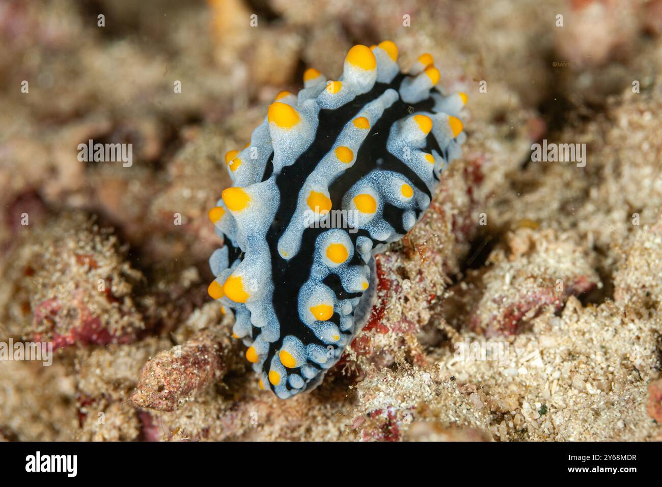 Indonesien, Raja Ampat, Nacktschnecke, Phyllidia varicosa, Meeresschnecke Stockfoto