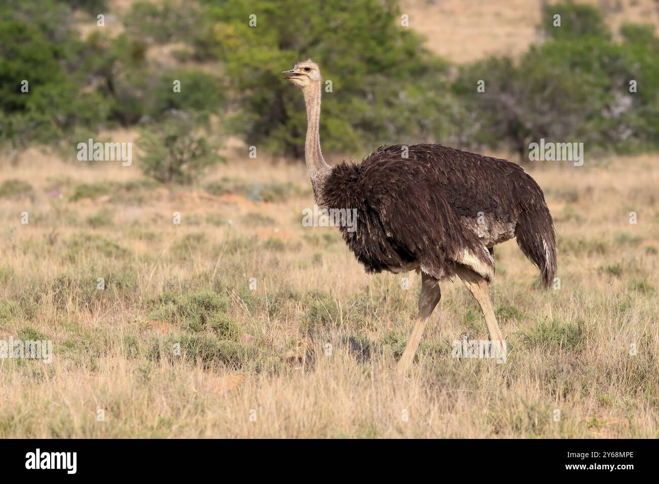 Südafrikanischer Strauß (Struthio camelus australis), gemeiner Strauß, ausgewachsen, weiblich, laufend, Nahrungssuche, Mountain Zebra National Park, Eastern Cape, Sout Stockfoto