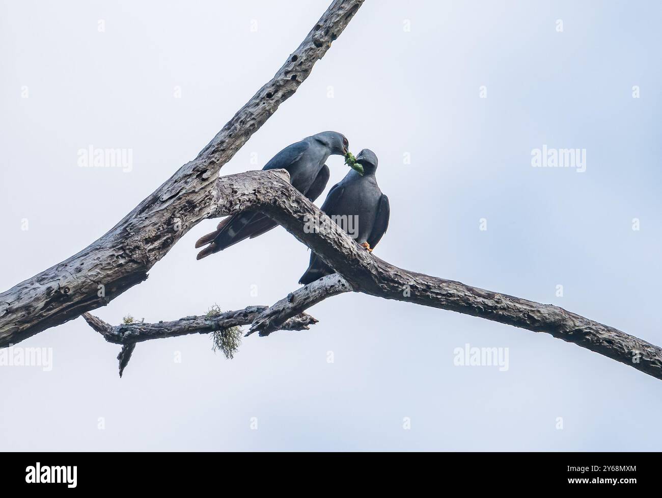 Ein Paar Plumbeous Kites (Ictinia plumbea), die auf einem Zweig Essen teilen. Peru, Südamerika. Stockfoto