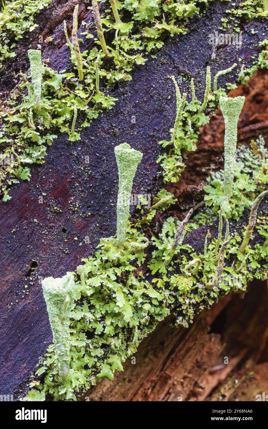 Nahaufnahme der Trompetenflechte (Cladonia fimbriata), die auf einem Baumstumpf wächst Stockfoto