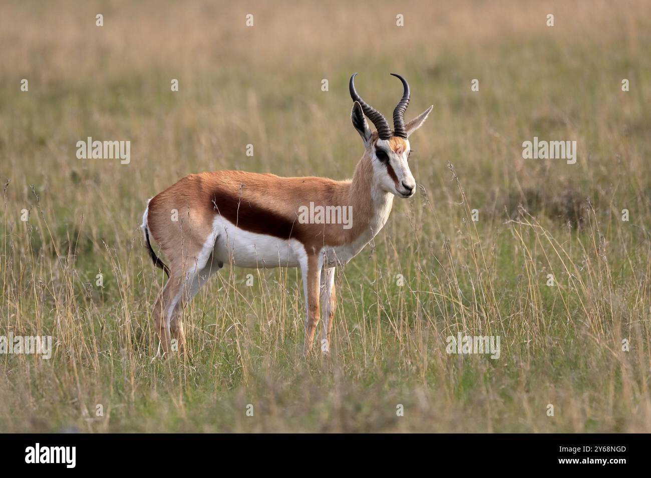 Springbok (Antidorcas marsupialis), Erwachsene, männlich, auf der Suche nach Nahrungsmitteln, Alarm, Mountain Zebra National Park, Eastern Cape, Südafrika, Afrika Stockfoto