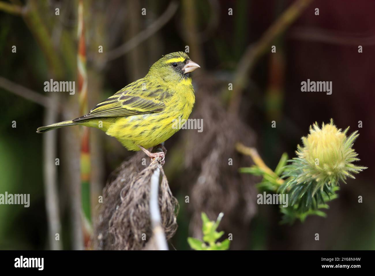 Waldfinke (Crithagra Scotops), Erwachsene, männlich, auf der Suche, auf Warten, Kirstenbosch Botanic Gardens, Kapstadt, Südafrika, Afrika Stockfoto