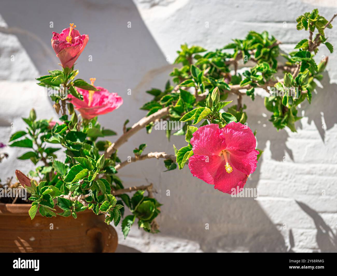 Blühender Hibiskus gegen weiß getünchte Wand. Auf den Kykladen, Griechenland. Stockfoto