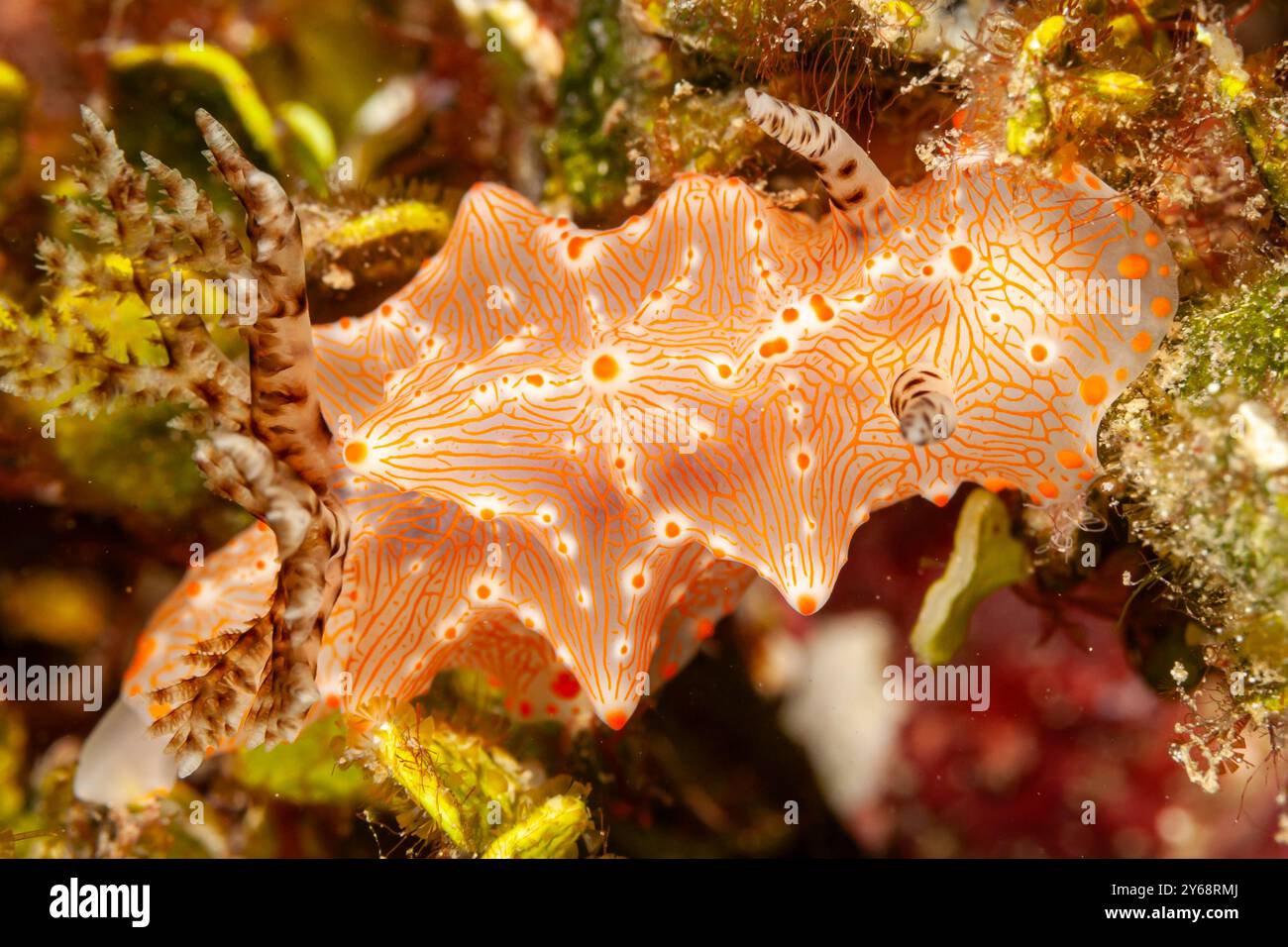 Indonesien, Raja Ampat, Nacktschnecke, Batangas Halgerda (Halgerda batangas), Sea Slug Stockfoto