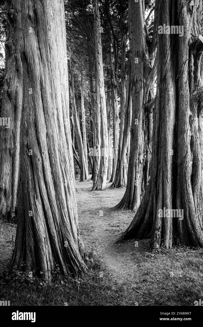 Monterey Cypress Bäume aus Plas Newydd in Nordwales Stockfoto