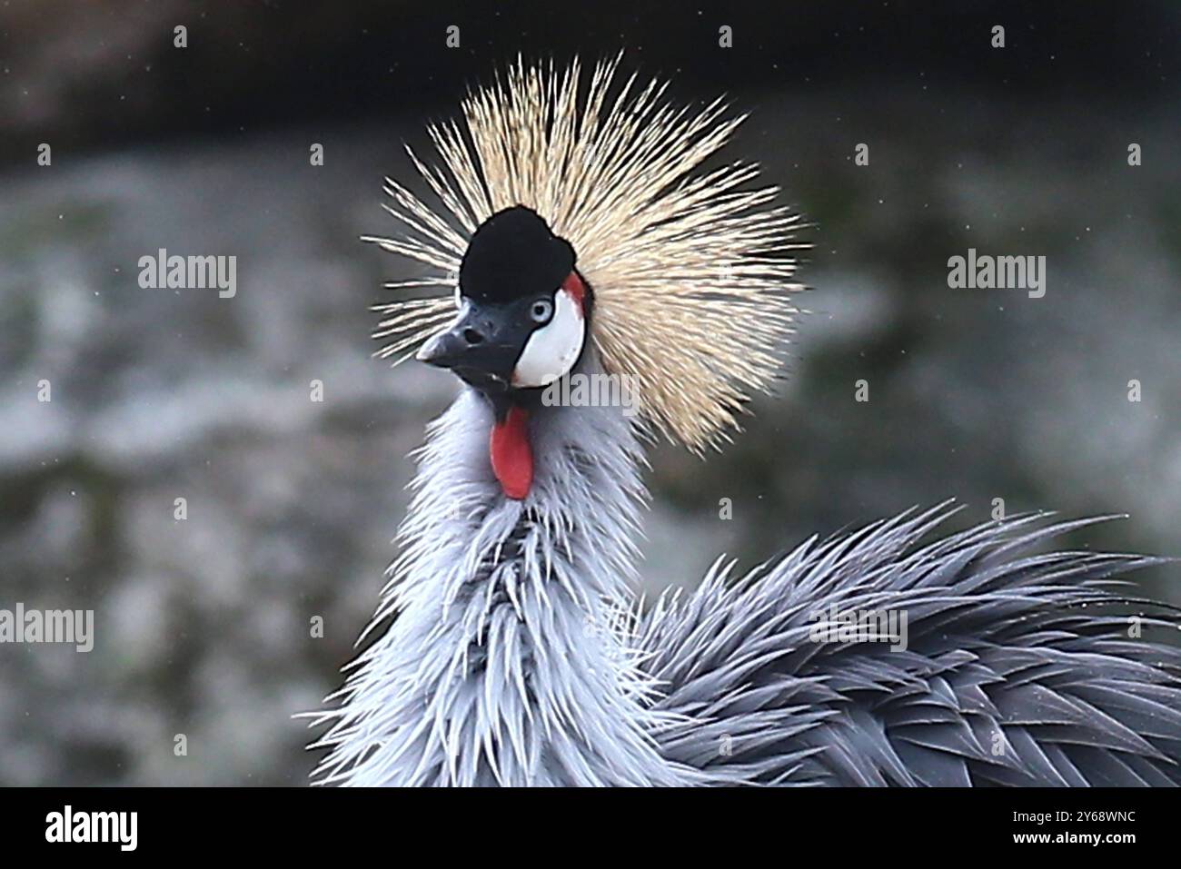 24.09.2024, xsvx, Zoo Karlsruhe Tiere, v.l. Kronenkranich Kranich Vogel Balearica pavonina Pfauenkranich Schwarzhalskranich Dunkler Kronenkranich Gruidae aus der Subsahara in Afrika Karlsruhe *** 24 09 2024, xsvx, Zoo Karlsruhe Tiere, V l Stockfoto