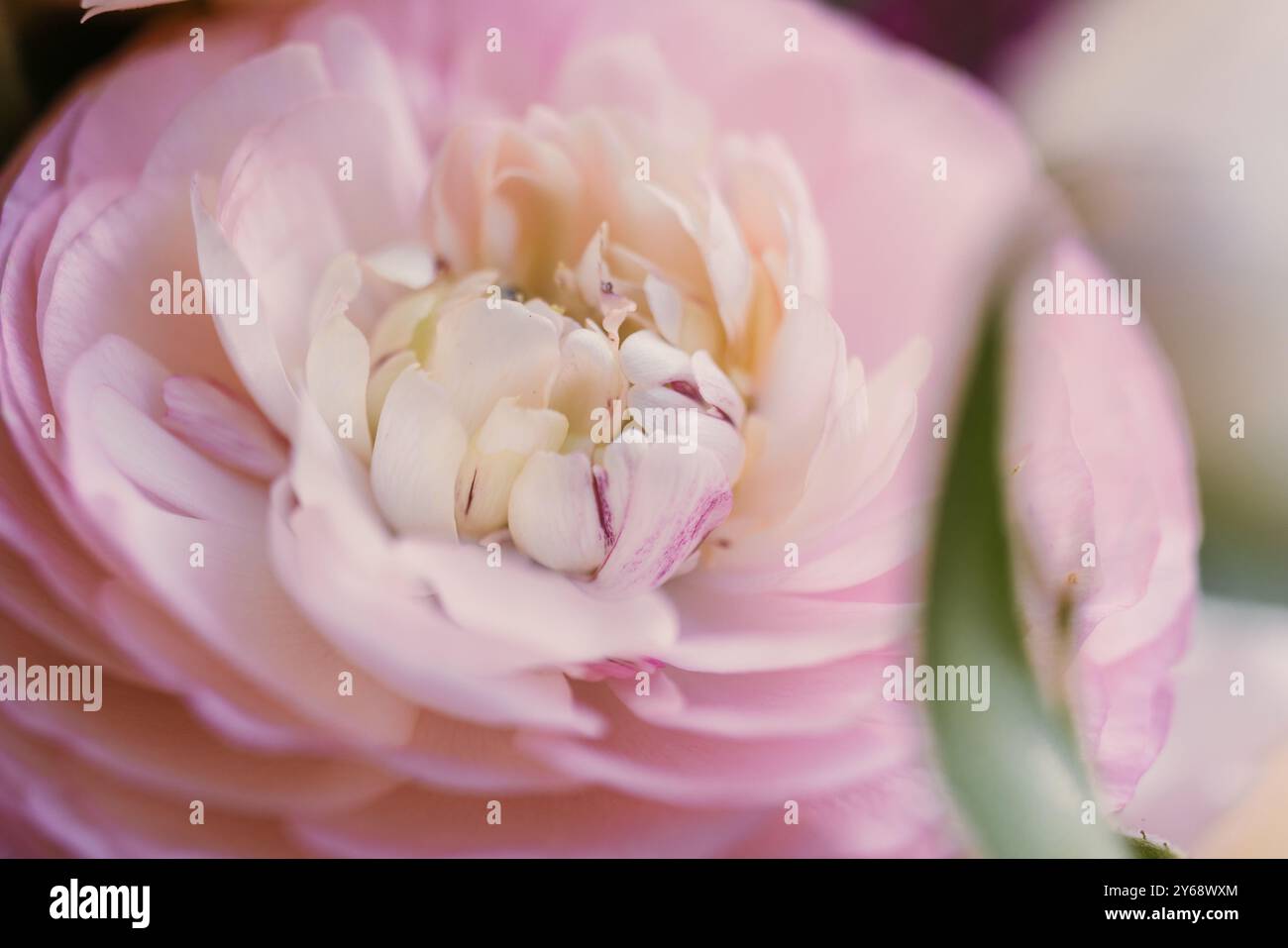 Rosafarbene Ranunkelblume in Nahaufnahme Stockfoto