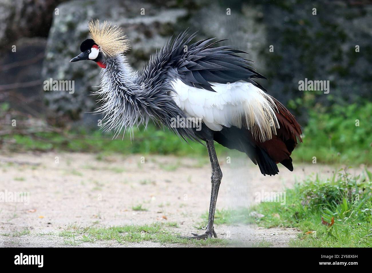 24.09.2024, xsvx, Zoo Karlsruhe Tiere, v.l. Kronenkranich Kranich Vogel Balearica pavonina Pfauenkranich Schwarzhalskranich Dunkler Kronenkranich Gruidae aus der Subsahara in Afrika Karlsruhe *** 24 09 2024, xsvx, Zoo Karlsruhe Tiere, V l Stockfoto