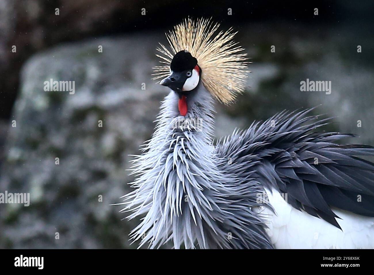 24.09.2024, xsvx, Zoo Karlsruhe Tiere, v.l. Kronenkranich Kranich Vogel Balearica pavonina Pfauenkranich Schwarzhalskranich Dunkler Kronenkranich Gruidae aus der Subsahara in Afrika Karlsruhe *** 24 09 2024, xsvx, Zoo Karlsruhe Tiere, V l Stockfoto
