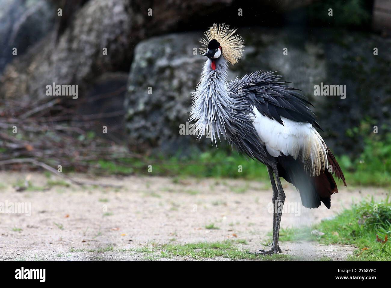 24.09.2024, xsvx, Zoo Karlsruhe Tiere, v.l. Kronenkranich Kranich Vogel Balearica pavonina Pfauenkranich Schwarzhalskranich Dunkler Kronenkranich Gruidae aus der Subsahara in Afrika Karlsruhe *** 24 09 2024, xsvx, Zoo Karlsruhe Tiere, V l Stockfoto
