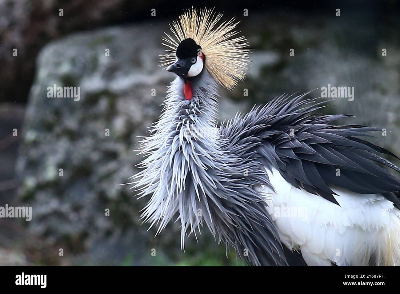 24.09.2024, xsvx, Zoo Karlsruhe Tiere, v.l. Kronenkranich Kranich Vogel Balearica pavonina Pfauenkranich Schwarzhalskranich Dunkler Kronenkranich Gruidae aus der Subsahara in Afrika Karlsruhe *** 24 09 2024, xsvx, Zoo Karlsruhe Tiere, V l Stockfoto