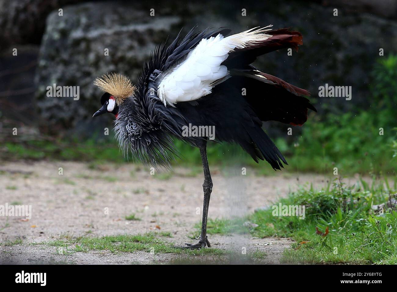 24.09.2024, xsvx, Zoo Karlsruhe Tiere, v.l. Kronenkranich Kranich Vogel Balearica pavonina Pfauenkranich Schwarzhalskranich Dunkler Kronenkranich Gruidae aus der Subsahara in Afrika Karlsruhe *** 24 09 2024, xsvx, Zoo Karlsruhe Tiere, V l Stockfoto