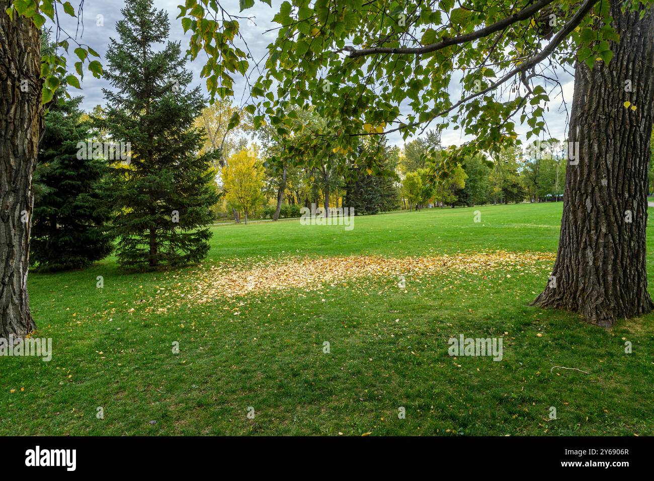 Eine ruhige Parkszene mit üppigem grünem Gras, verstreuten Herbstblättern und hohen Bäumen unter bewölktem Himmel. Bowness Park Calgary Alberta Kanada Stockfoto