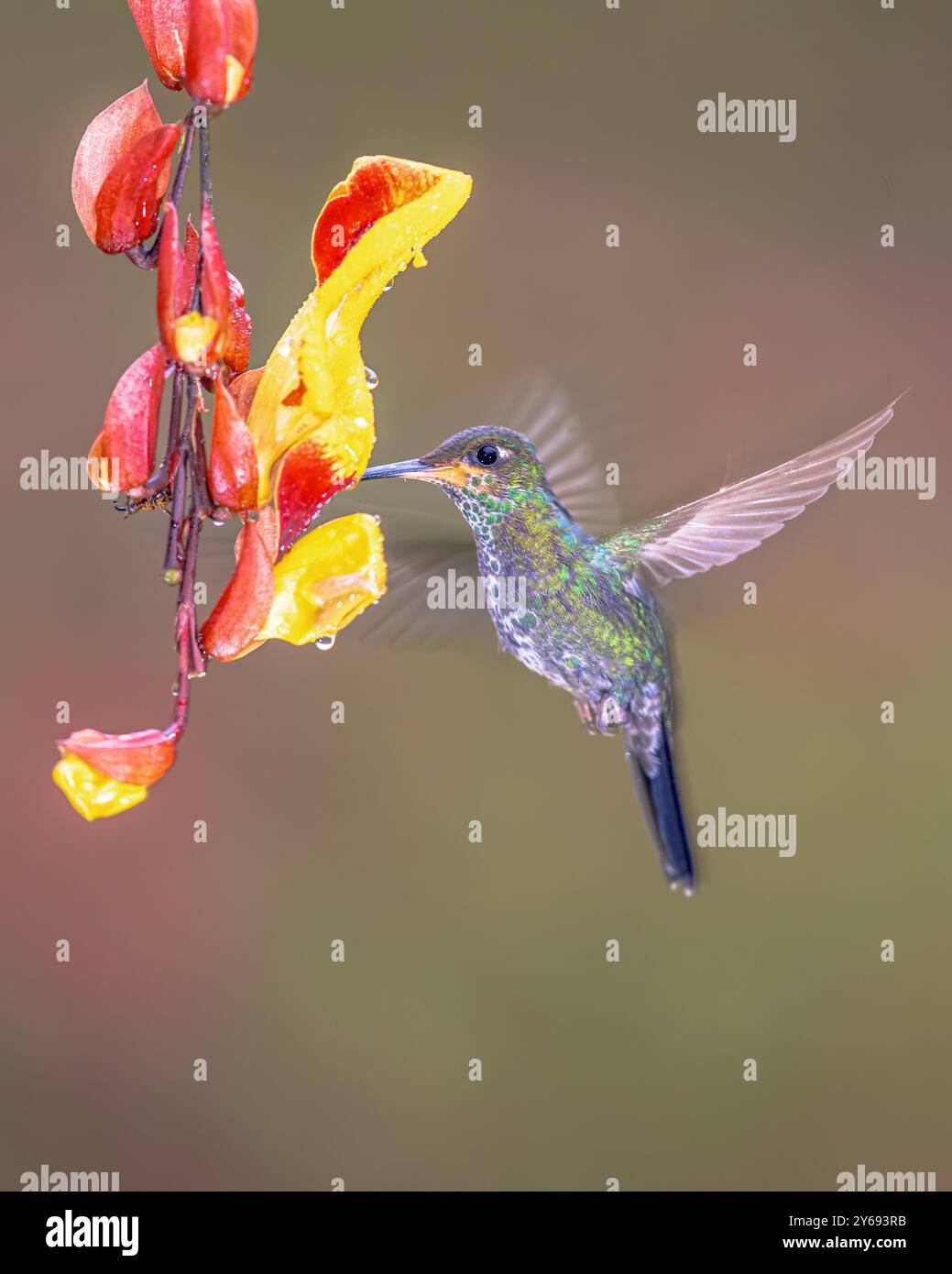 Das grün gekrönte Brillantweibchen (Heliodoxa jacula) ist eine Kolibris-Spezies der „Brillanten“, des Stammes Heliantheini in der Unterfamilie Lesbiinae. Es ist foun Stockfoto