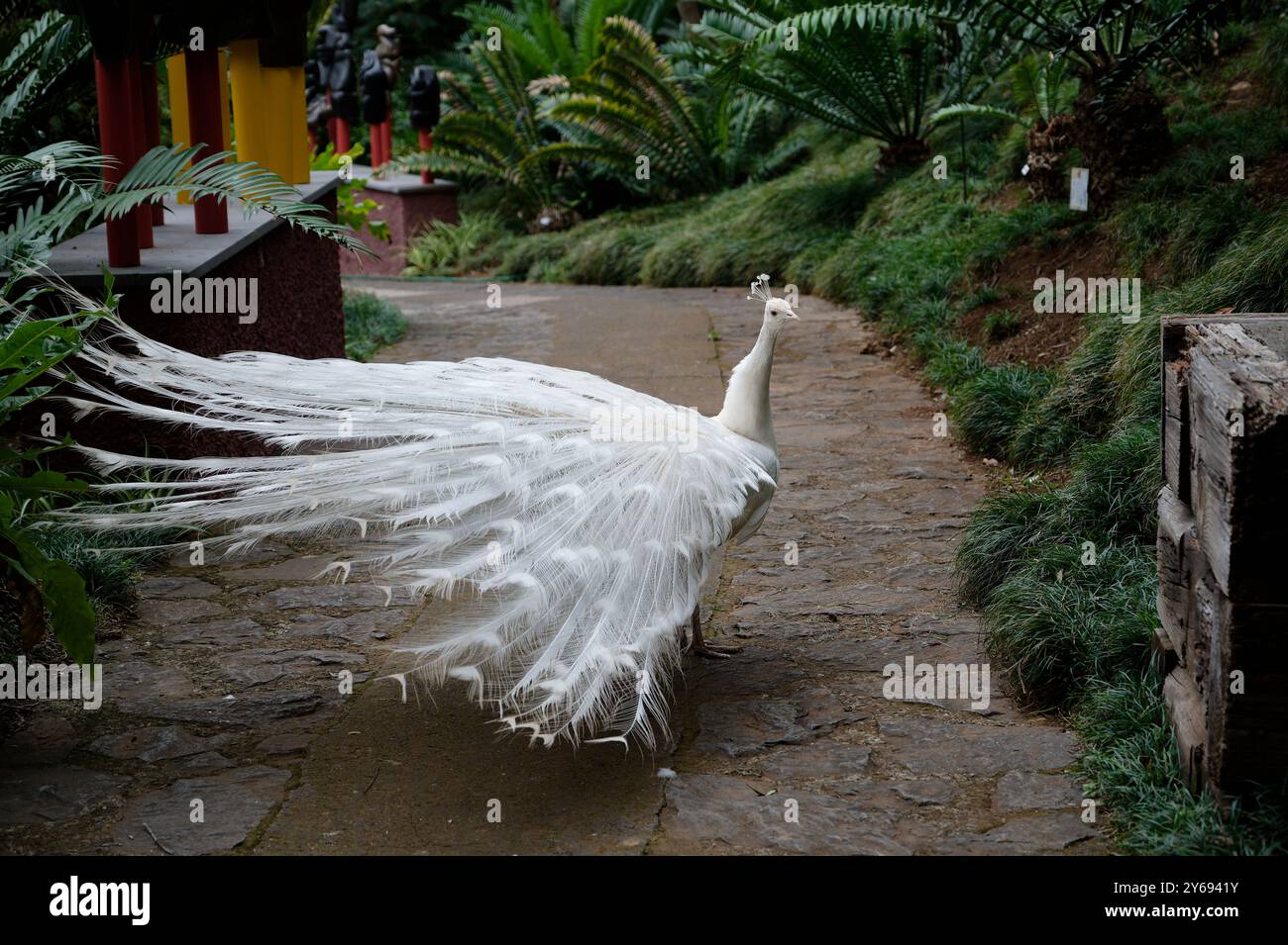 Eleganter weißer Pfau, der durch die Gärten des monte Palace schlendert Stockfoto