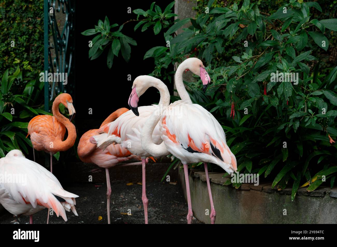 Zwei elegante Flamingos verflochten sich fast miteinander und präsentieren ihre auffälligen Farben vor dem üppigen Grün Stockfoto