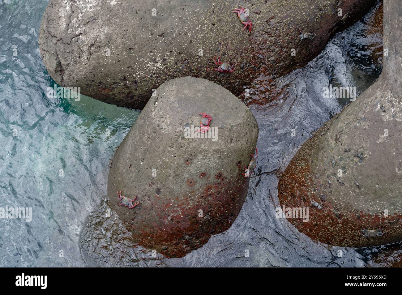 Leuchtend rote Krabben haften an der felsigen künstlichen Küste, während das klare Wasser von Madeira sie umgibt Stockfoto