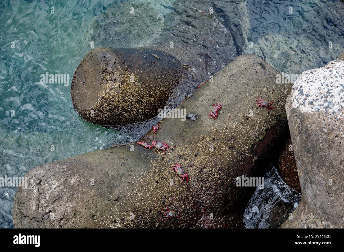 Leuchtend rote Krabben haften an der felsigen künstlichen Küste, während das klare Wasser von Madeira sie umgibt Stockfoto