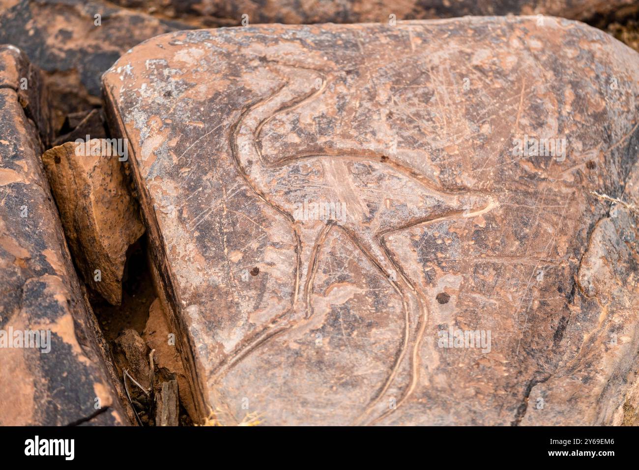 petroglyphe eines Straußes, Ait Ouazik Felsdepot, spätneolithisch, Marokko, Afrika. Stockfoto