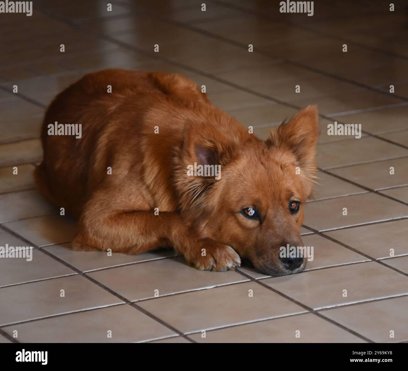 Rötlich brauner Hund liegt auf einem Fliesenboden im Haus. Seine Augen beobachten faul. Die Ohren sind hoch und hören zu. Stockfoto