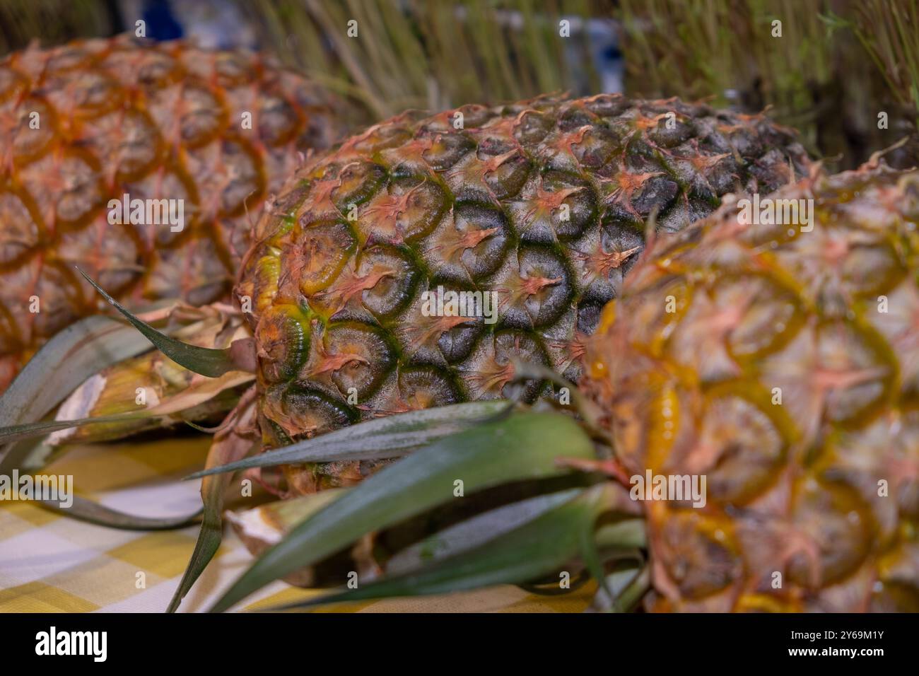 Ananasfrucht (Ananas dos Acores) auf dem Tisch auf dem Markt. Selektiver Fokus. Insel Sao Miguel, Azoren Stockfoto