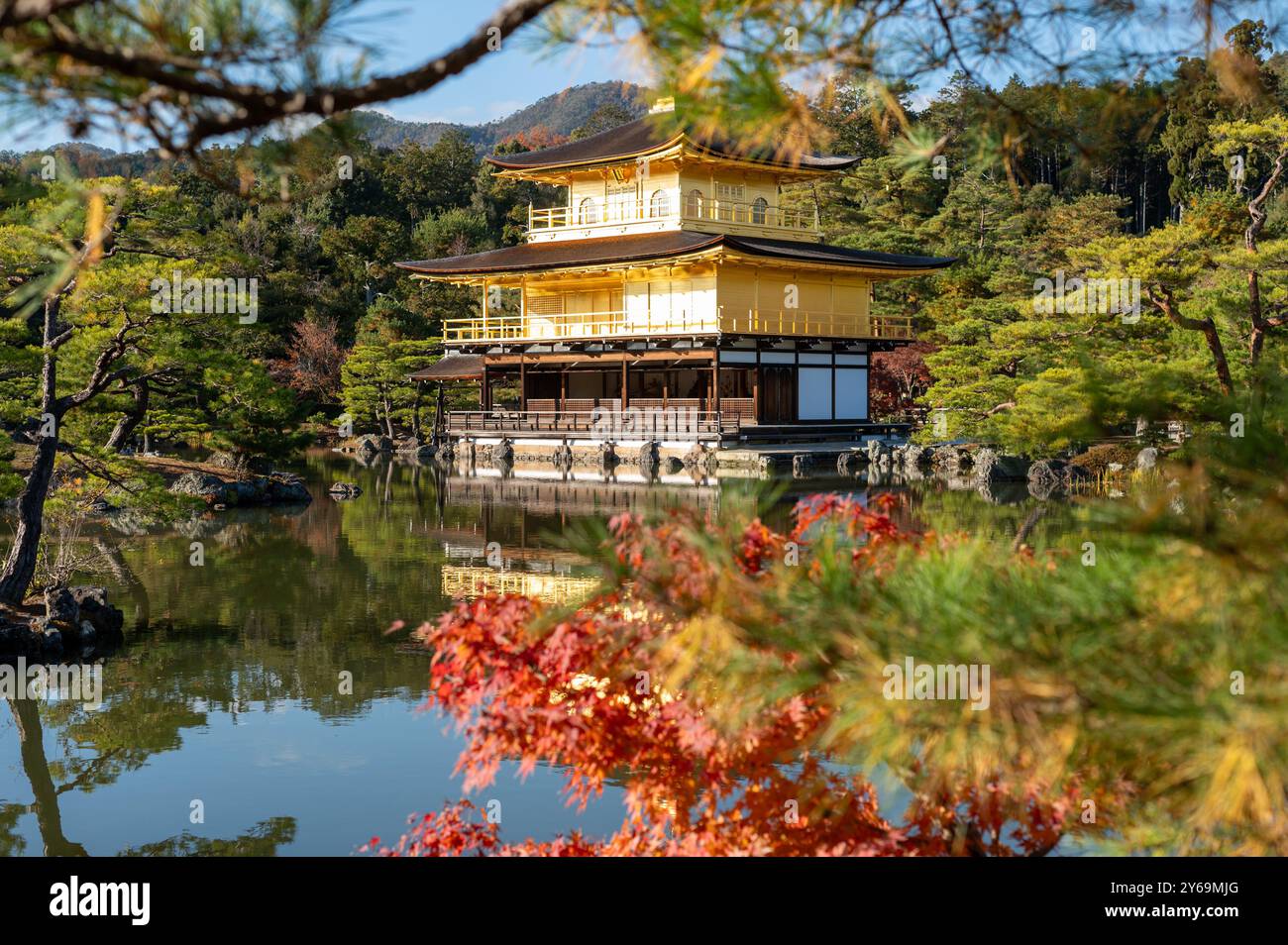Der Goldene Pavillon in Kyoto, Japan, spiegelt sich wunderschön auf einem ruhigen Teich mit lebhaften Herbstblättern und Kiefern im Vordergrund wider. Stockfoto
