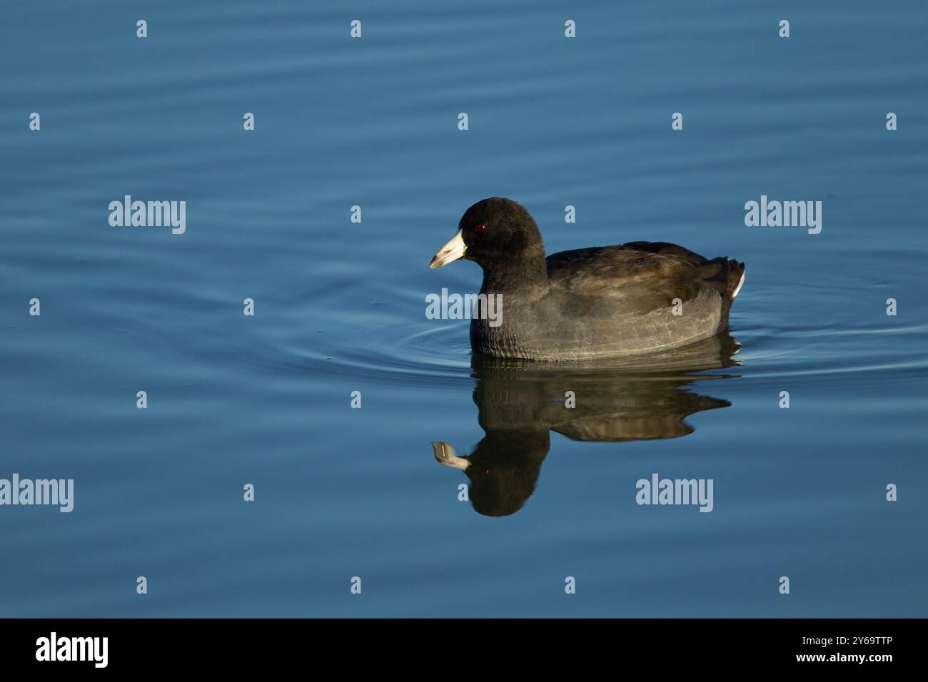 Amerikanischer Coot (Fulica americana) schwimmt auf dem Benton Lake, Montana. Stockfoto