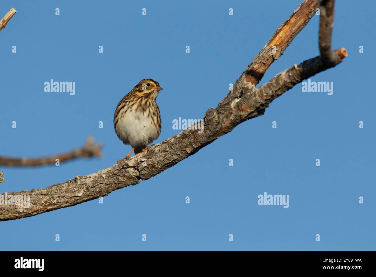 Savannah Spatzen (Passerculus sandwichensis) thront auf einem Baum. Stockfoto