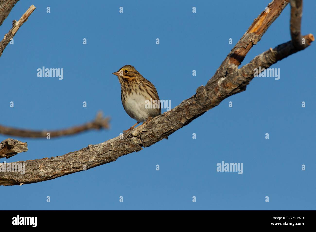 Savannah Spatzen (Passerculus sandwichensis) thront auf Ast. Stockfoto