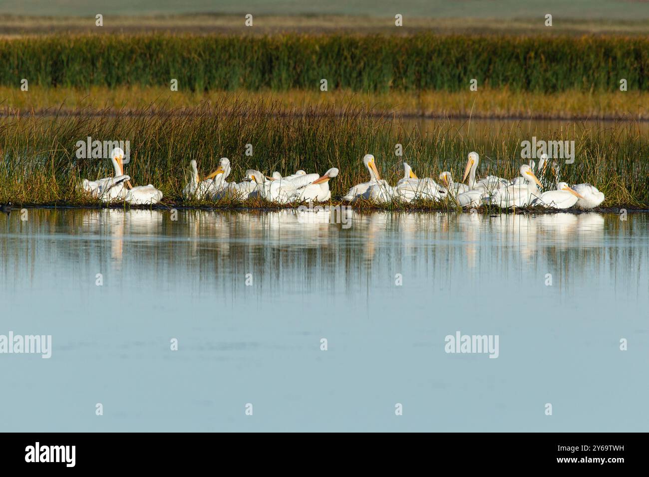 Amerikanische weiße Pelikane (Pelecanus erythrorhynchos) legen im Benton Lake National Wildlife Refuge an Land. Stockfoto
