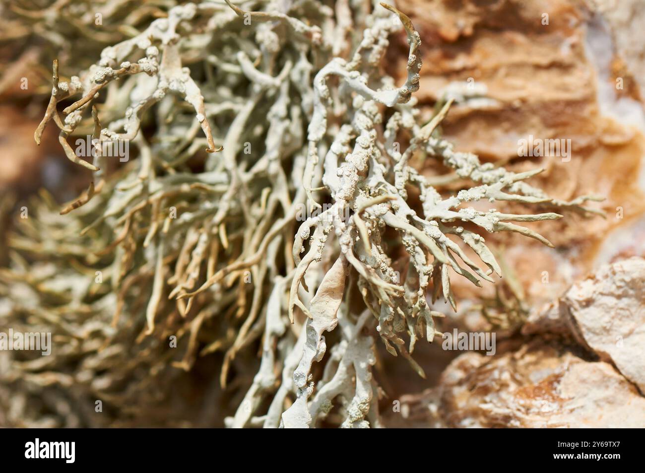 Nahaufnahme einer roccella-Fruchtflechte (Roccella phycopsis), die an den Küstenklippen von La Mola hängt (Formentera, Pityuses, Balearen, Spanien) Stockfoto