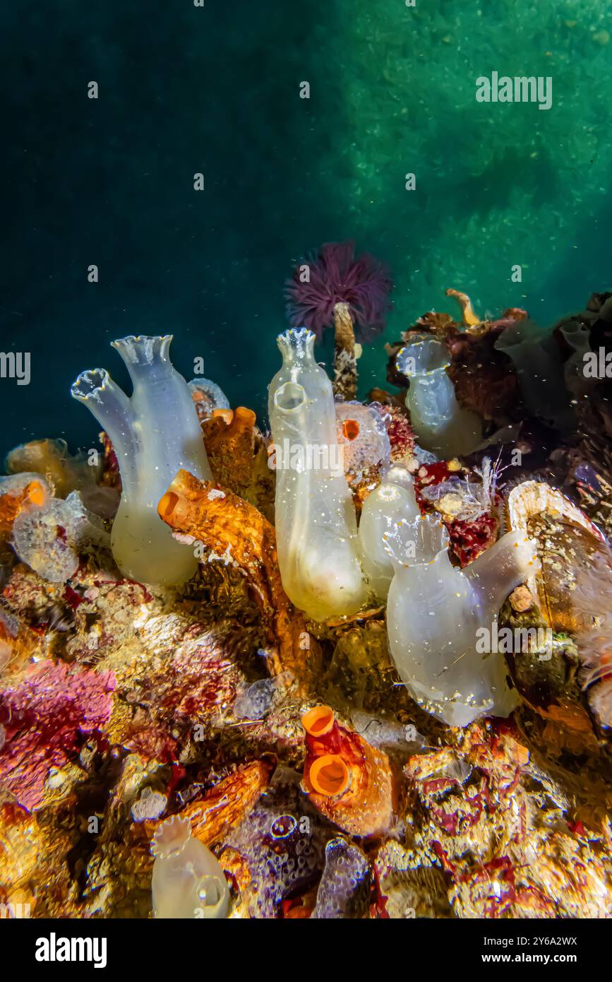 Pacific Transparent Sea Squirt, Ciona savignyi, mit anderen Mantelstücken auf der Seite des Docks in Edmonds Marina am Puget Sound, Washington State, USA Stockfoto